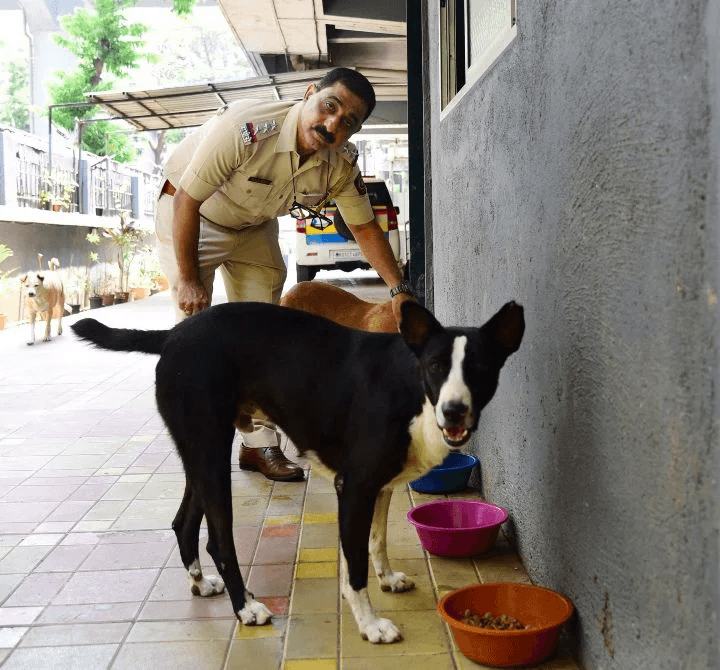 Sudhir Kudalkar with dogs eating from feeding spots.