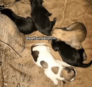 A rescued puppy sleeping soundly wrapped in a warm blanket.