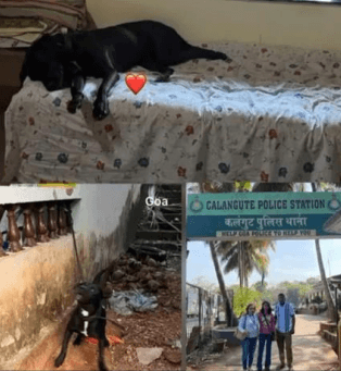 Rescued a dog and reported to the Calangute Police Station