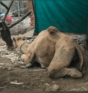 Rescued Camel in Vasai